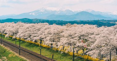 Shiroishi Nehri 'nin nehir kenarındaki parkta kiraz çiçeği.