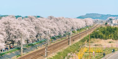 Shiroishi Nehri 'nin nehir kenarındaki parkta kiraz çiçeği.