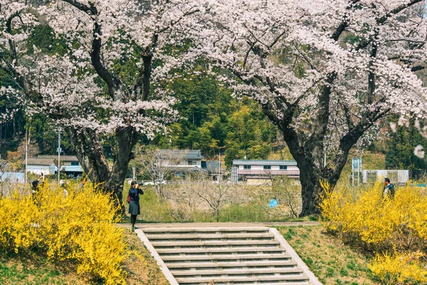 Flor de cerezo en el parque ribereño del río Shiroishi —  Fotos de Stock