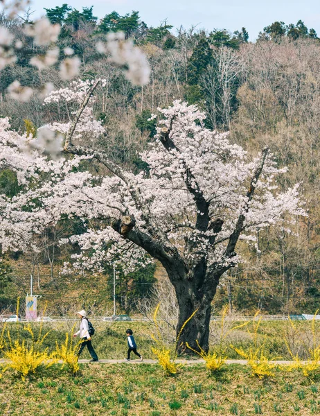 Цветение сакуры в парке на берегу реки Сироиси — стоковое фото