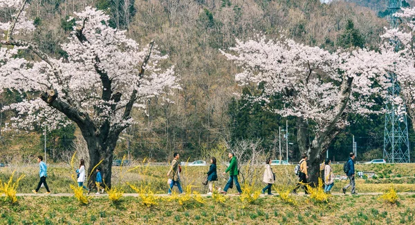 Kirschblüte am Flussufer des Shiroishi-Flusses — Stockfoto