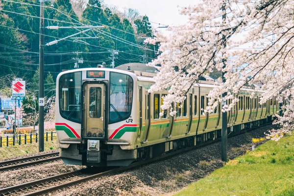 Tohoku train with full bloom of sakura — 스톡 사진