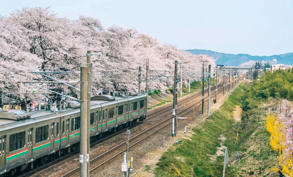 Sakura ile dolu Tohoku treni. — Stok fotoğraf