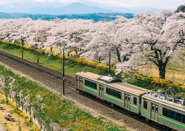 Sakura ile dolu Tohoku treni.