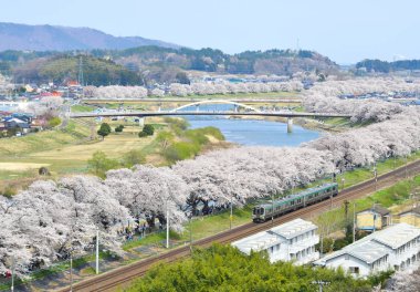 Sakura ile dolu Tohoku treni.