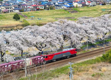 Sakura ile dolu Tohoku treni.