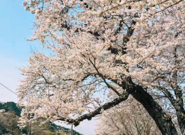 Shiroishi Nehri 'nin nehir kenarındaki parkta kiraz çiçeği.