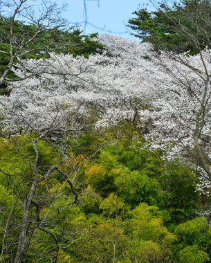 Shiroishi Nehri 'nin nehir kenarındaki parkta kiraz çiçeği.