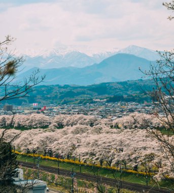 Shiroishi Nehri 'nin nehir kenarındaki parkta kiraz çiçeği.