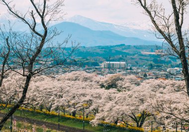 Shiroishi Nehri 'nin nehir kenarındaki parkta kiraz çiçeği.