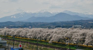 Shiroishi Nehri 'nin nehir kenarındaki parkta kiraz çiçeği.
