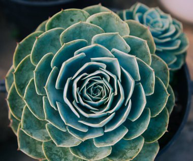 Botanik bahçesindeki sulu bitkiler 