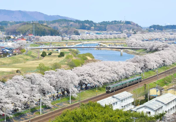 Tohoku τρένο με πλήρη άνθιση της sakura — Φωτογραφία Αρχείου