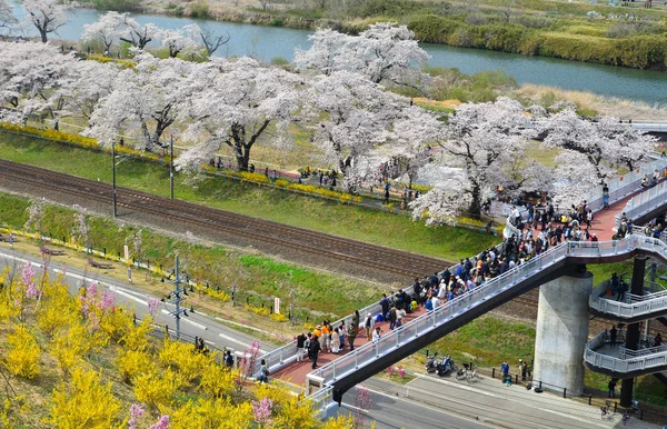 Flor de cerezo en el parque ribereño del río Shiroishi — Foto de Stock