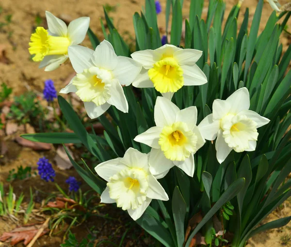 Žluté květy Narcisu kvetoucí na zahradě — Stock fotografie