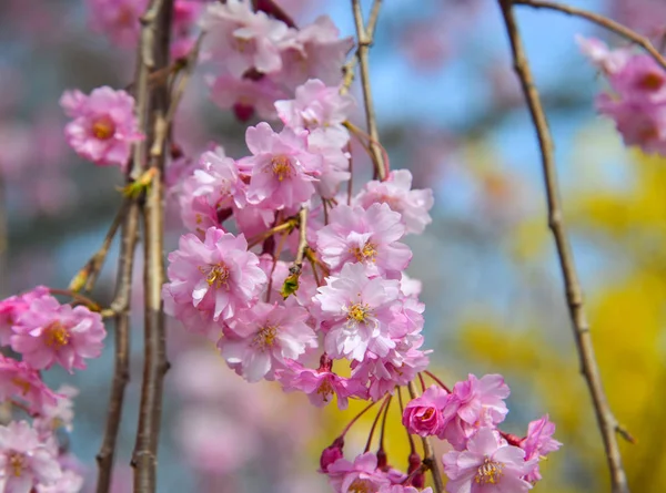 Cherry blossom at riverbank park of Shiroishi River — Stock Photo, Image