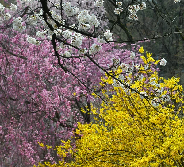 Cherry blossom at riverbank park of Shiroishi River — ストック写真