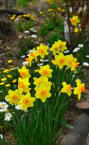 Žluté květy Narcisu kvetoucí na zahradě — Stock fotografie