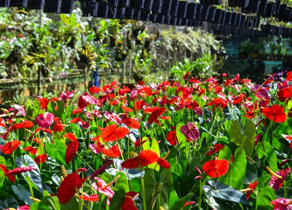 Anthurium Taiflower blooming at greenhouse — Stock Photo, Image