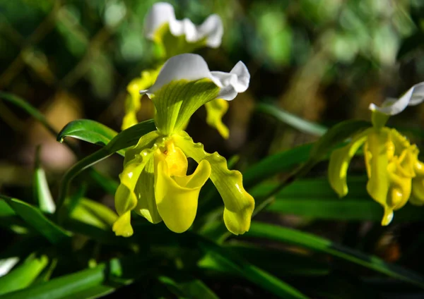 Świeży kwiat storczyk kwitnący w ogrodzie — Zdjęcie stockowe