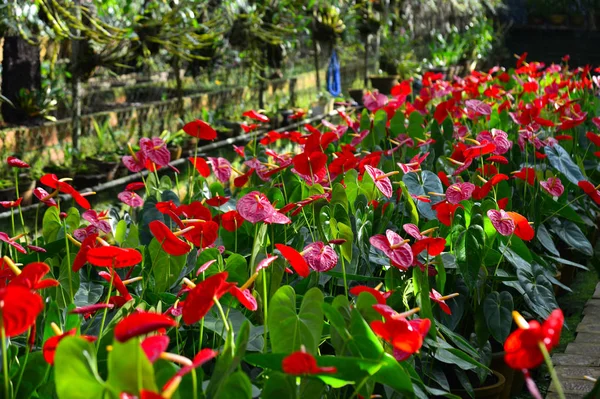 Anthurium Taiflower blooming at greenhouse — Stock Photo, Image