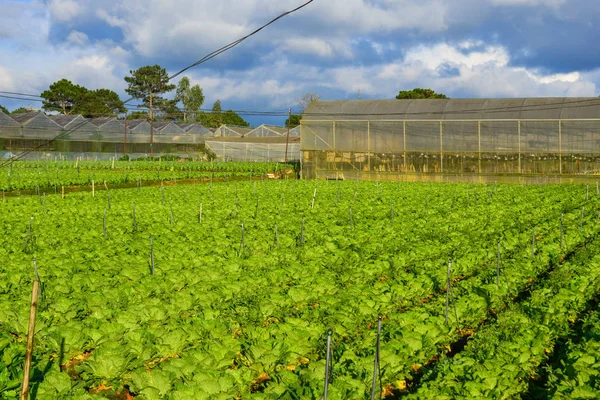 Campo de verdura verde en día soleado — Foto de Stock
