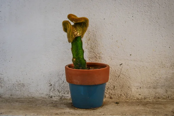 Горщик з рослини кактуса для прикраси — стокове фото