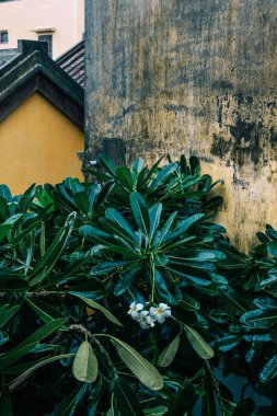 Antik evdeki Plumenia ağaçları ve çiçekler 