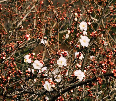 Bahçede açan erik çiçekleri 