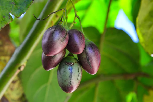 Datura frutos en el árbol —  Fotos de Stock