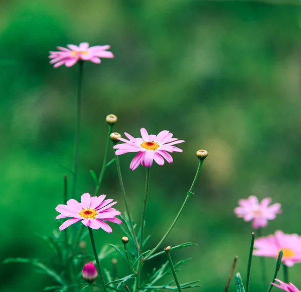 Malé sedmikrásky květiny pro dekorace — Stock fotografie