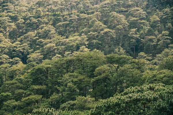 Groene dennenbos — Stockfoto