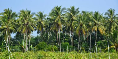Mekong Delta, Vietnam 'da hindistan cevizi tarlası 