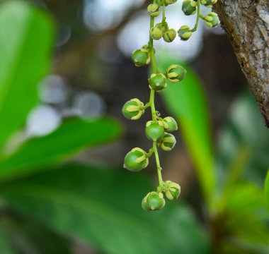 Ağaçtaki genç Langsat meyveleri 