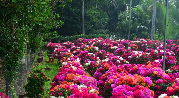 Bougainvillaea blüht im Garten — Stockfoto