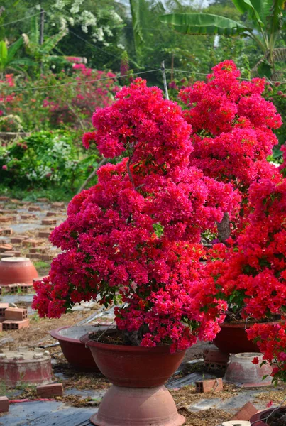 Квіти Бугаїлеї, що цвітуть в саду — стокове фото