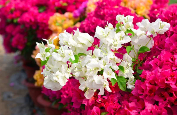 Bougainvillaea blüht im Garten — Stockfoto