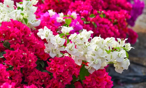 Квіти Бугаїлеї, що цвітуть в саду — стокове фото