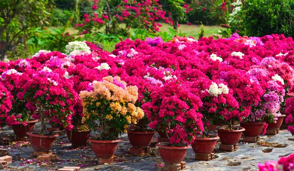 Bougainvillaea blüht im Garten — Stockfoto