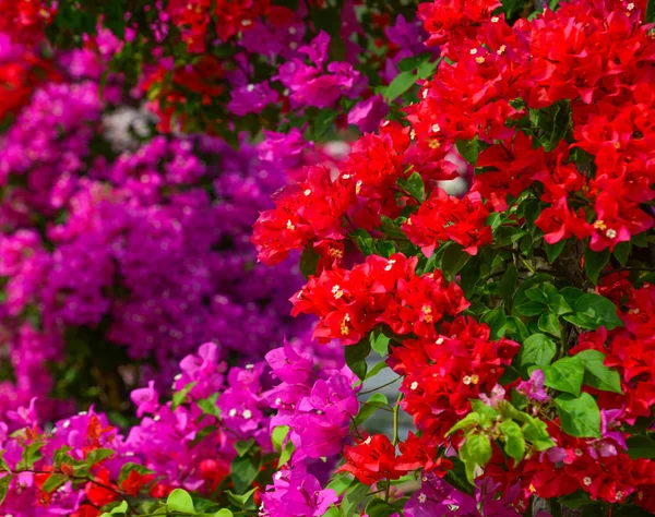 Bougainvillaea blommor blommar vid trädgården — Stockfoto