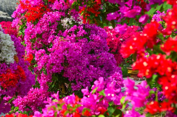 Bougainvillaea flores florescendo no jardim — Fotografia de Stock