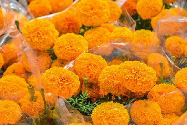 Marigold flower field in spring time — 스톡 사진