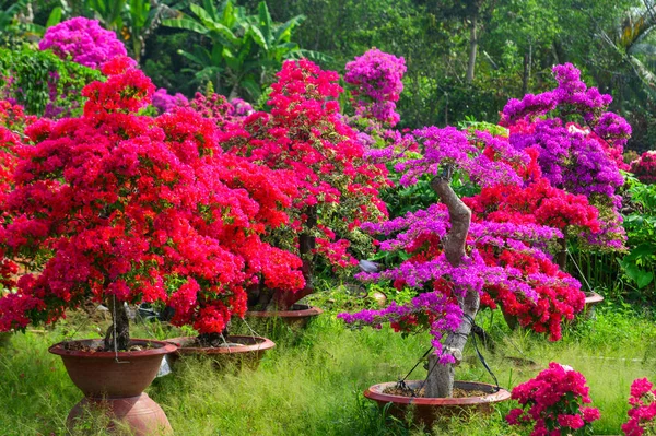 Bougainvillaea blommor blommar vid trädgården — Stockfoto