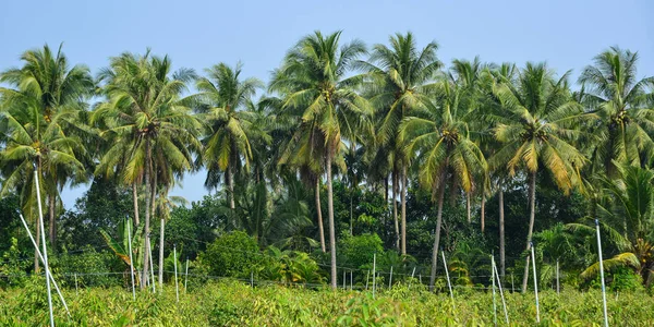 Kokosová plantáž v deltě Mekongu, Vietnam — Stock fotografie