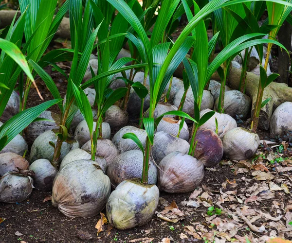 Kokosnoot planten kweken uit zaden — Stockfoto