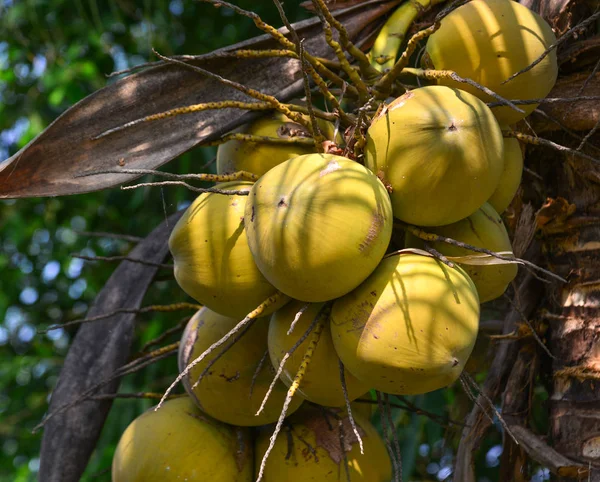 Frutos frescos de coco en el árbol — Foto de Stock