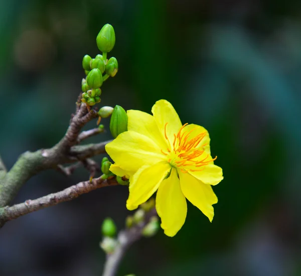 Цветки Ochna integerrima весной — стоковое фото