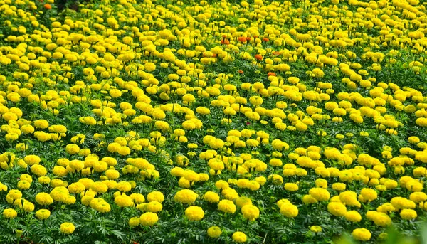Marigold virágföld tavasszal — Stock Fotó