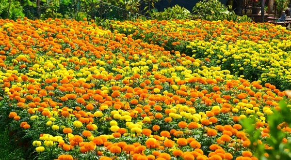 Marigold květinové pole na jaře — Stock fotografie