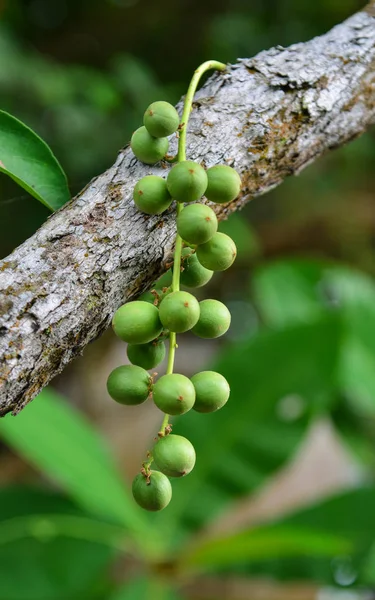 Jóvenes frutos langsat en el árbol —  Fotos de Stock